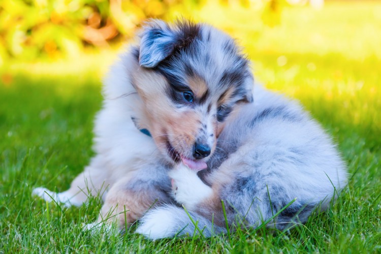 犬が手足を舐めたり噛んだり毛をむしる理由は イソラ公式blog