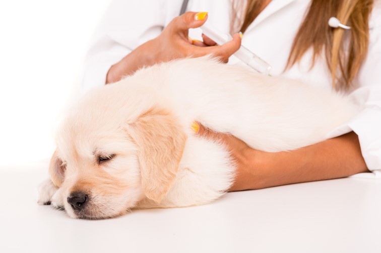 70以上 犬 ワクチン 時期 子犬 173299犬 ワクチン 時期 子犬