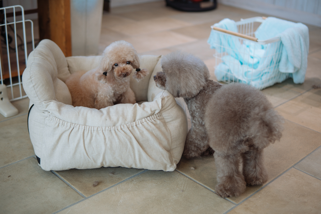 トイプードルカットと子犬のシャンプー