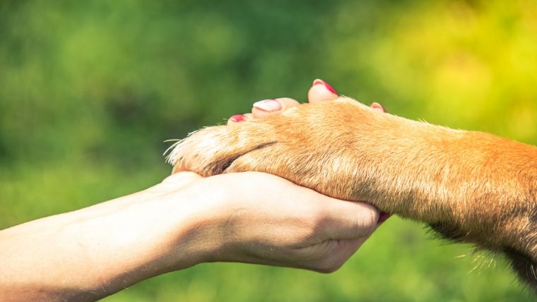 人と犬