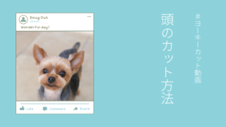 ヨークシャテリア/ヨーキーの頭のカット方法・トリミング動画